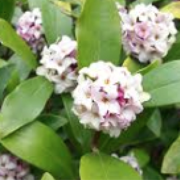ジンチョウゲ
・香り
・早春の花
